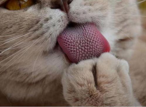 猫舔毛视频,揭秘毛球形成之谜